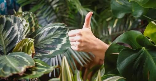 抖音运营方案及计策本领(思维导图)