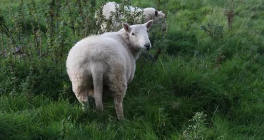 当下公众号、微信群运营,另有哪些低本钱、易操作、收效快的运营要领?